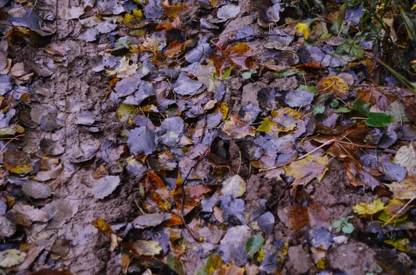 Feuilles Mortes Vives Sur Sol Sale Après Pluie Dans Forêt — Photo