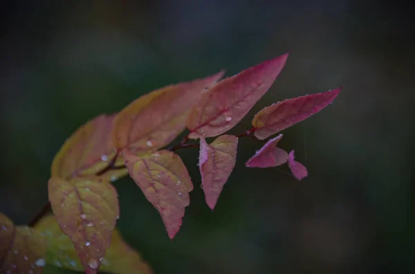 Bright Pink Leaves Rain Dark Background Autumn Park — Stock Photo, Image