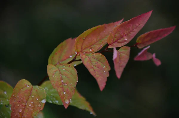 Branche Automne Lumineuse Aux Feuilles Roses Recouvertes Petites Gouttes Pluie — Photo