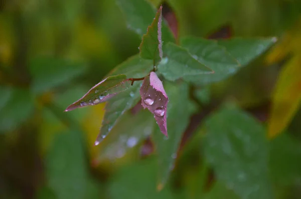 Bright Shining Raindrops Green Leaves Beautiful Autumn Park — Stock Photo, Image