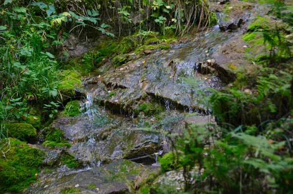 Чистый Мелководный Ручей Протекает Через Скользкие Камни Покрытые Ярко Зелеными — стоковое фото