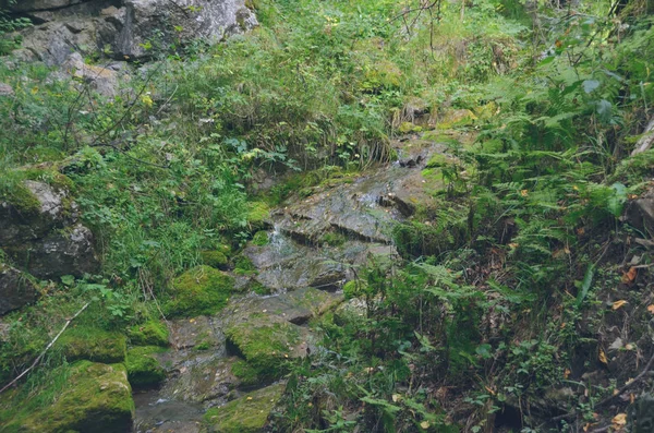 Heller Kleiner Bach Inmitten Von Moosen Und Felsen Herbstwald — Stockfoto