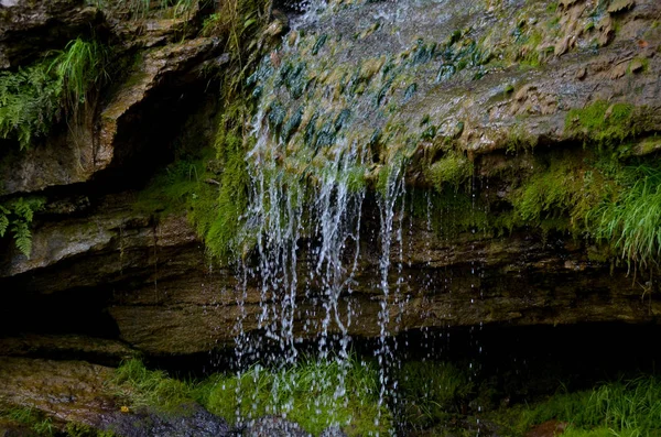 Brillo Cascada Otoño Sobre Fondo Musgo Verde Oscuro — Foto de Stock