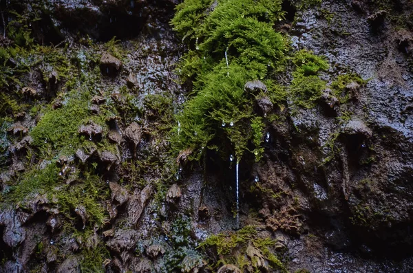 Roca Resbaladiza Húmeda Oscura Cubierta Con Musgo Verde Brillante Con —  Fotos de Stock