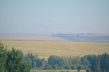 Parlak sabah manzarası: sis altın alanlar ve yeşilçam ormanı