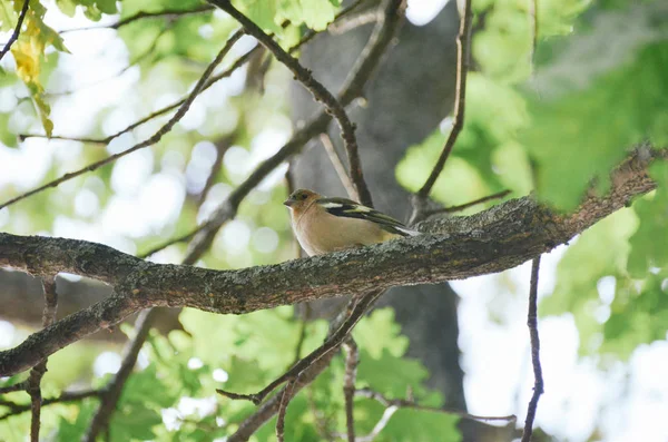 Pequeno Pássaro Cantor Bonito Ramo Floresta Outono Verde — Fotografia de Stock