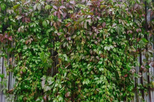 Uvas Rastejantes Selvagens Cerca Madeira Após Chuva Folhas Outono Uvas — Fotografia de Stock