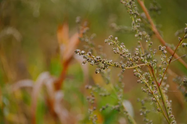 Brillante Planta Marrón Otoño Con Gotas Rocío Por Mañana Sobre —  Fotos de Stock