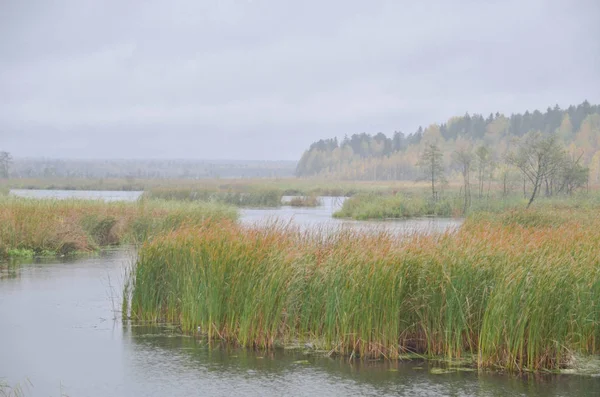 Bright Yellow Autumn Reeds Calm Lake Morning Fog — Stock Photo, Image