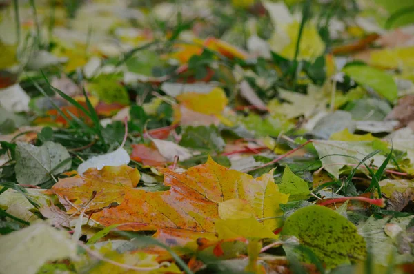 Folhas Outono Coloridas Brilhantes Grama Fresca Verde — Fotografia de Stock