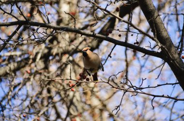 İlkbaharda güneşli bahçede kırmızı çilek ile parlak brach bohem balmumu kuş. Mavi gökyüzü arka plan üzerinde ağaç üzerinde Bombycilla cedrorum