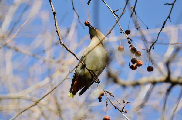 Pássaro Depilação Pequeno Bonito Comendo Bagas Vermelhas Fundo Céu Azul — Fotografia de Stock