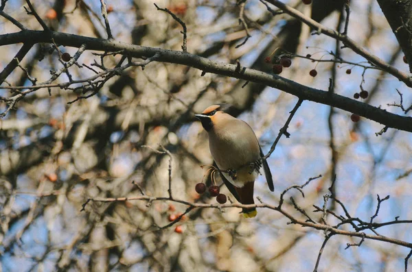 Épilation Brillante Sur Une Branche Arbre Avec Des Pommes Sauvages — Photo