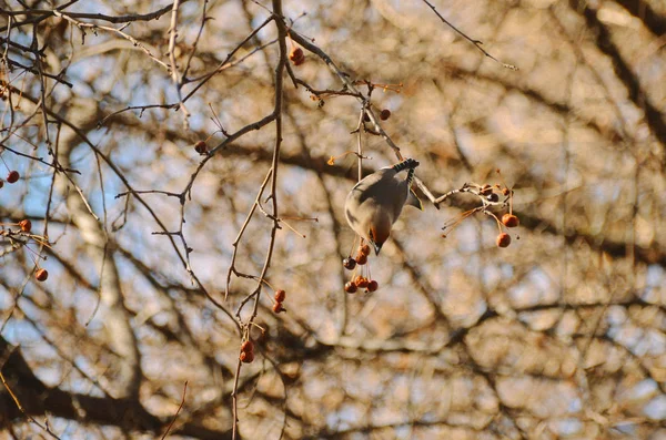 Roztomilý Malý Voskový Pták Který Slunném Jarní Den Jedl Červené — Stock fotografie