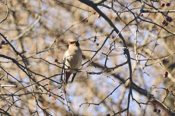 Bright Colorful Waxwing Bird Spring Tree Red Berries Blue Sky — Stock Photo, Image