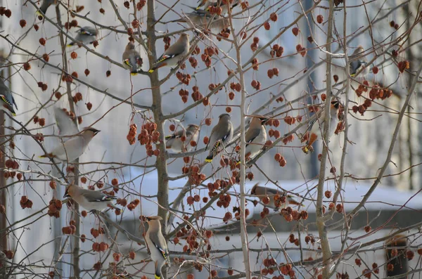 Viele Kleine Böhmische Wachsflügel Baum Mit Roten Beeren Einem Sonnigen — Stockfoto