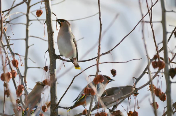 Czeski Waxwing Bombycilla Garrulus Gałęzi Dzikich Jabłek Brązowym Naturalnym Niewyraźne — Zdjęcie stockowe