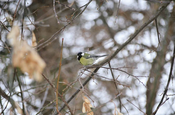 Cute Yellow Great Tit Branch Winter Forest — Stock Photo, Image