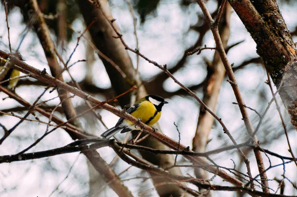 Śliczne Jasne Sikorki Żółtym Biustu Gałęzi Zimowym Lesie — Zdjęcie stockowe
