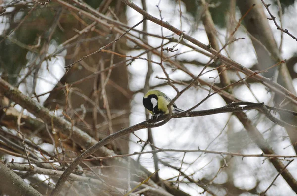 Luminoso Topo Carino Ramo Sfondo Naturale Foresta Invernale — Foto Stock