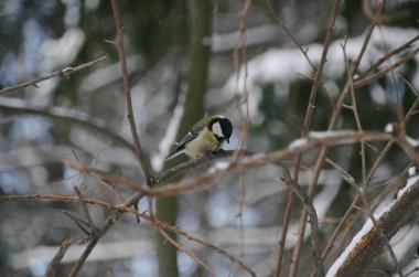 Great Tit (Parus major) resting on a branch in winter forest. Bright titmouse with yellow breast on natural background