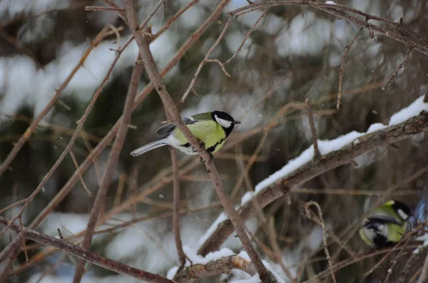 Bright yellow birds on branches covered with snow in winter forest. Great tit with yellow breast among brown trees with snow