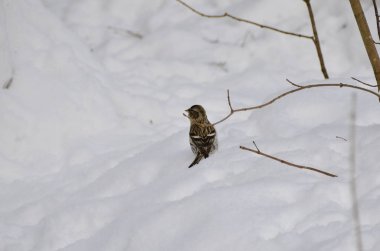 Kar üzerinde sevimli küçük ortak redpoll. Beyaz arka plan yakın çekimde ortak redpoll