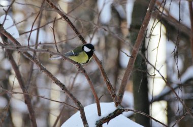 Büyük meme (Parus major) kış ormanlarında dal üzerinde sarı göğüs ile. Parlak titmouse yakın çekim