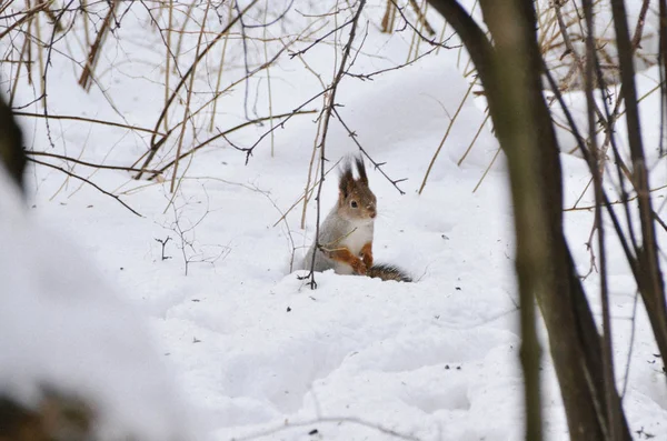 Cute curious squirrel looking for food on snow in winter forest