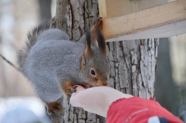 Meraklı Namluile Sevimli Küçük Kırmızı Sincap Kış Parkta Öğle Yemeği — Stok fotoğraf