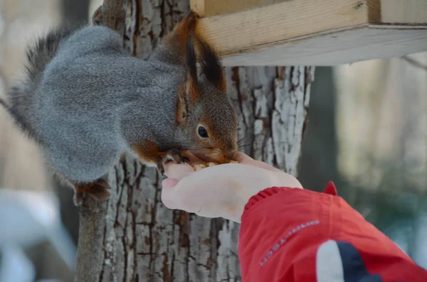 Curious furry red squirrel eats nuts from hand. Beautiful wild animal in spring park.