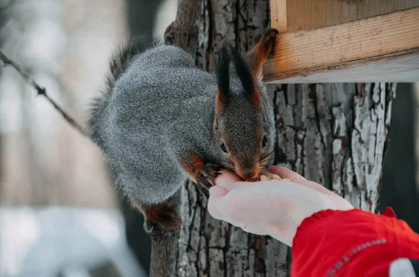 Esquilo Bonito Uma Árvore Come Nozes Uma Mão Estação Inverno — Fotografia de Stock