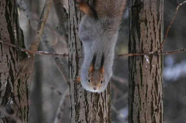 Funny Grey Squirrel Curious Muzzle Upside Tree Winter Forest — Stock Photo, Image