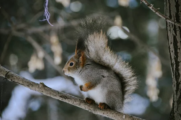 可爱的小松鼠在雪雪的冬季森林的树枝上寻找食物 — 图库照片