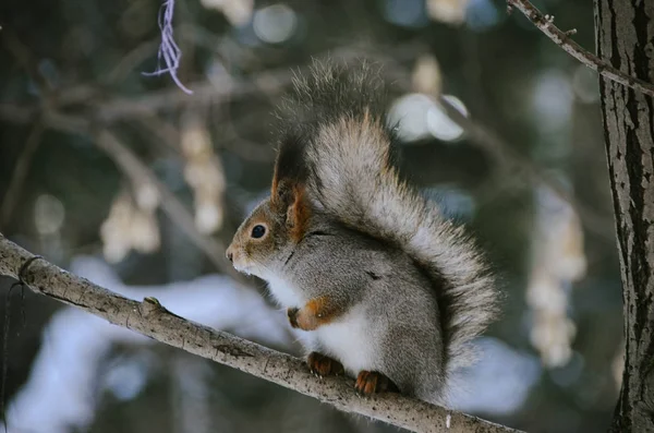 Cute Sly Red Squirrel Looking Food Branch Snowy Winter Forest — Stock Photo, Image