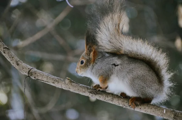 Neugierige Pelzige Rote Eichhörnchen Auf Zweig Auf Natürlichem Hintergrund Schönes — Stockfoto