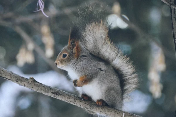 Curious Squirrel Grey Fur Looking Food Spring Forest Beautiful Wild — Stock Photo, Image