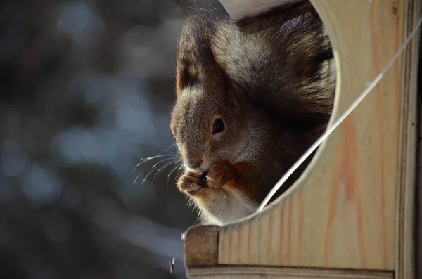 Adorable squirrel with grey fur close up. Wild animal on feeding trough in winter forest. Human and wildlife