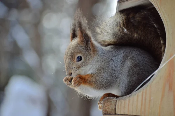 Adorable squirrel with grey fur close up. Wild animal on feeding trough in winter forest. Human and wildlife