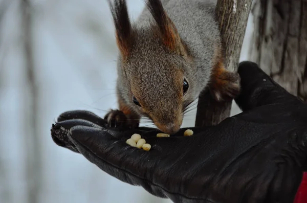 Χαριτωμένο Σκιουράκι Από Χέρι Μαύρο Γάντι Στο Χειμερινό Δάσος Άγριο — Φωτογραφία Αρχείου