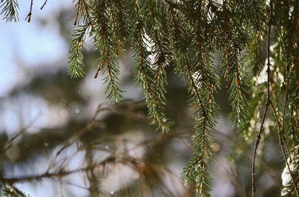 Dark Green Needles Pine Tree Shining Morning Winter Sun Bright — Stock Photo, Image