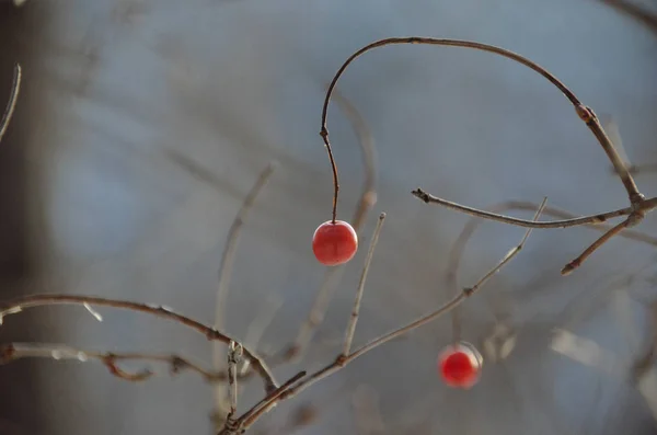 冬の森の枝に明るい赤いベリークローズアップ — ストック写真