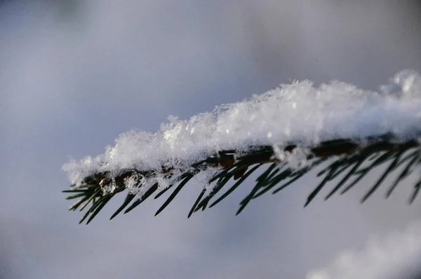 Makrofoto Von Schneebedeckten Kiefernnadeln Winterwald — Stockfoto