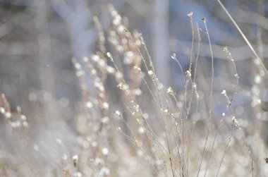 Doğal mavi arka plan üzerinde parlak kış sabahı karla kaplı parlayan çim