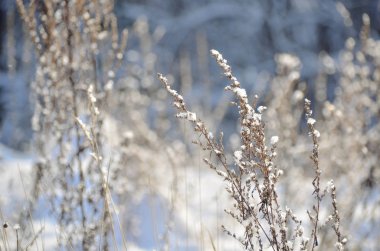 Karla kaplı parlak çayır. Beyaz kış manzarası. Güneşli sabahkar altında yemyeşil kuru çim