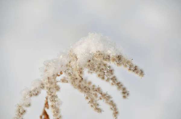 Herbe Sèche Sous Neige Sur Fond Blanc — Photo