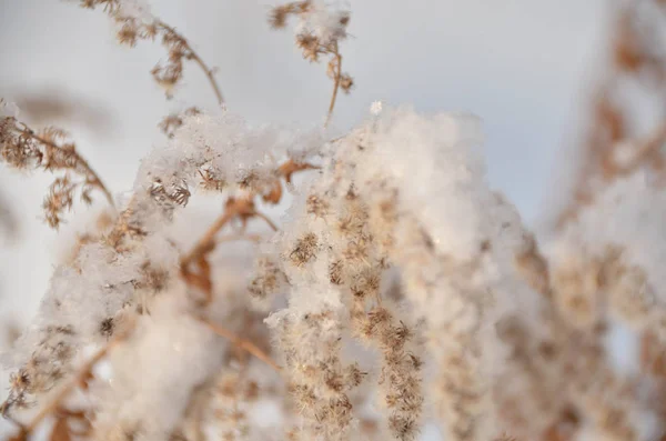 Weelderige Tedere Droge Plant Onder Sneeuw Heldere Winter Ochtend — Stockfoto