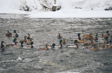 Kış mevsiminde nehirde bir sürü ördek var.