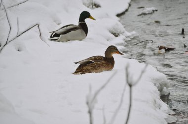 Sığ kış nehrinin karla kaplı sahilinde yaban ördeği ve drake