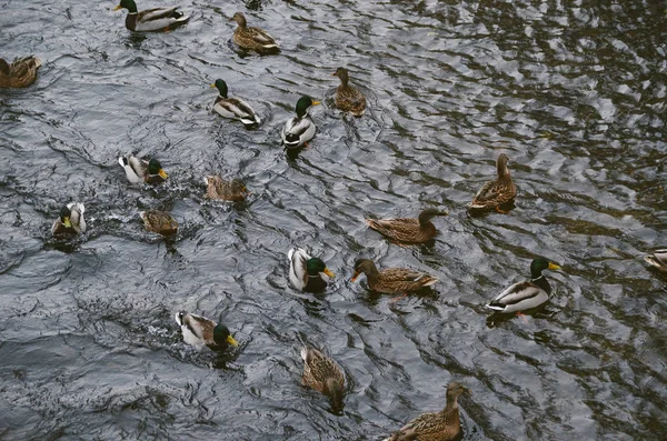Plenty of ducks swim in ice water on winter river